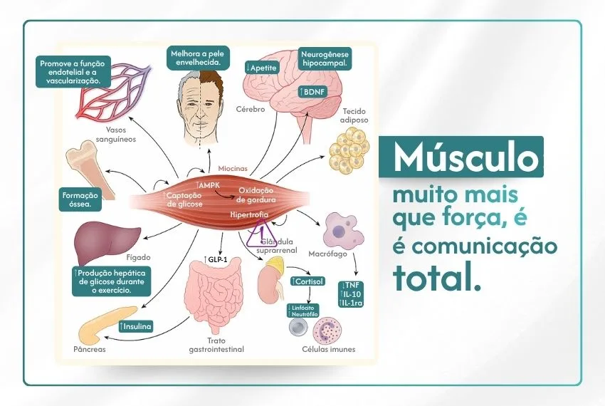 perda de massa muscular